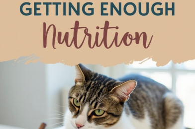 Signs Your Cat Isn’t Getting Enough Nutrition